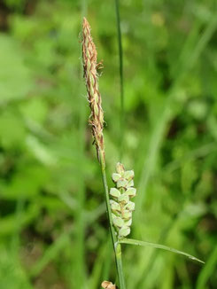 Carex tomentosa, Lorraine (Photo Ugo)
