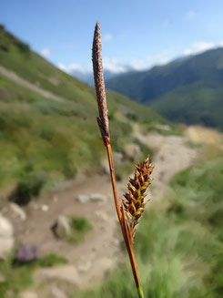 Carex sempervirens, Ariège (photo Ugo)