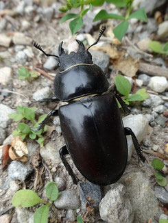 Femelle du Lucane cerf-volant (photo Ugo)