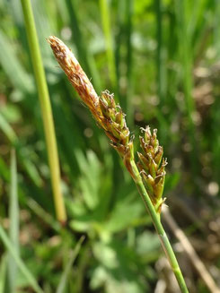 Carex caryophyllea, Vosges (photo Ugo)