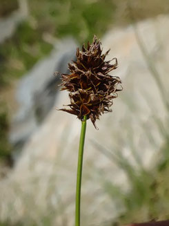 Carex foetida, Pyrénées centrales (photo Ugo)