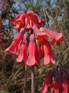 Kalanchoe delagoensis, Mexique (photo Ugo)