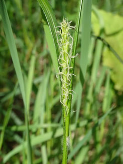 Carex hirta, Piémont vosgien (photo Ugo)