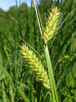 Carex vesicaria, Pays des Etangs (photo Ugo)
