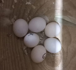 Die 6 Eier von Tim und Lotte.