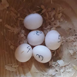 Die ersten 5 Eier von Sixtus und One