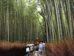 京都・嵐山の竹林