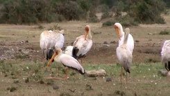 Kenyan Birds