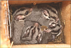 Family of Sugar Glider in a nest box