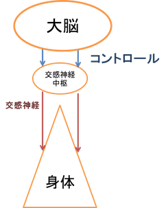 豊橋のカイロしもんはカイロ機能神経学を用いて自律神経失調を施術します