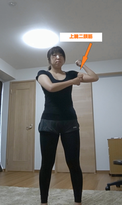 力こぶ 上腕二頭筋のトレーニング 癒し処つばき 女性専門リラクゼーションサロン 力こぶ 上腕二頭筋のトレーニング 癒し処つばき 女性専門リラクゼーションサロン