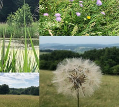 Landschaft, Gräser