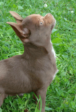 Photo de chiot Chihuahua