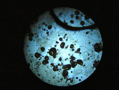 Ichthyo unter Mikroskop 40-fach