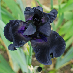Iris barbata-elatior 'Black Suited'