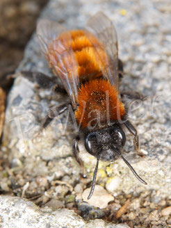 Bild: Fuchsrote Sandbiene, Andrena fulva, Weibchen