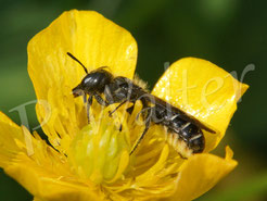 Bild: Hahnenfuß-Scherenbiene, Osmia florisomnis,  Hahnenfußblüte