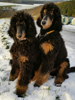 Erster Schnee der Welpen ist Kuschelzeit ...