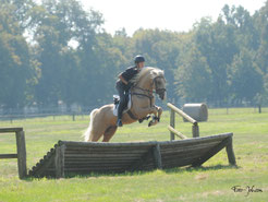 Treidelhof Welsh Cob Deckhengst Bendur