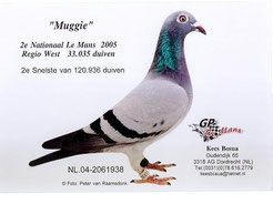       "Muggi"