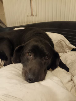 Mobiler Tierheilpraktiker bei Hausbesuch in Halberstadt untersucht Hund im Wohnzimmer
