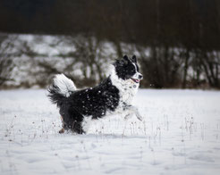 Hundefotografie; Hundefotoshooting, Hunde Bilder, Roth / Nürnberg