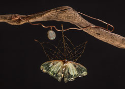 Marian Sturkenboom, butterfly, vlindervleugel, gedenksieraad, herinneringssieraad