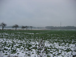 Am Standort der geplanten Fledermausbrücke östlich Colbitz im Winter 2009 ...