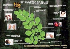 La moringa trata mas de 300 enfermedades, Colesterol, Diabetes, circulacion sanguínea, menopausia, perder peso, cáncer, tumores, depresión, fatiga, falta de energía, inmunidad, hepatitis, estreñimiento, memoria, digestión,...