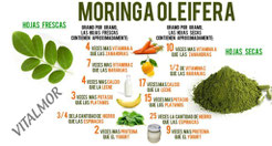¿que propiedades y beneficios tiene la moringa?