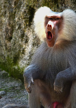 Tierpark Hellabrunn München