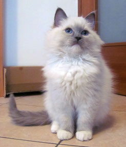 Coco Chanel della Polvere - blu point mitted