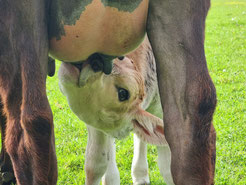 Kalb, Kuh