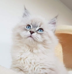 chaton siberien gris