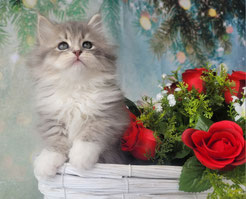 chaton siberien blue