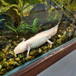 Axolotl