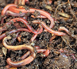 Worms in a wormery