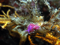 coryphella pedata, Violette Weißspitzen-Fadenschnecke