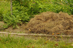 Komposterde wurde gesiebt und mit Gras ab- gedeckt.