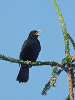 Die Amsel gehört morgens zu den ersten Sängern – wenn es noch dunkel ist, lässt sie schon ihren vielfältigen, wohltönenden Gesang hören. Foto: NABU/Frank Hecker