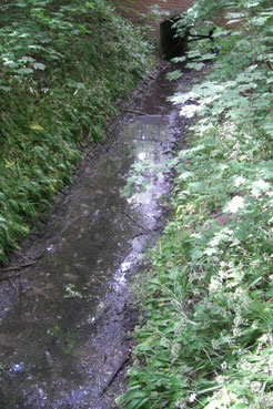 Der Bauerngraben ist ein Abwasserkanal in der Burgaue.