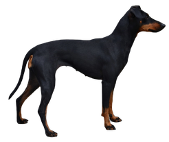 Manchester Terrier stehend, Hund, Terrier, Bild PNG