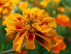 Tagetes