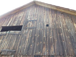 In geeignete Scheunen können schon mal Hornissen einziehen