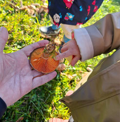 Kinderfinger streicht über die Lamellen eines Pilzes in einer Hand