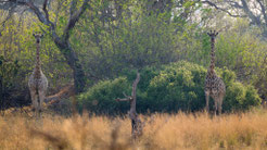 bush walk | chief`s island | okavango delta | botswana 2014