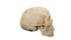 Alas, poor Yorick