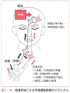 促通手技による手指運動誘発のメカニズム