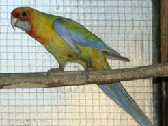 DEC (Dark Eye Clear)  Platycercus elegans (Pennantsittich) 
