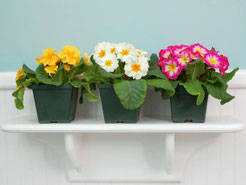 Foto: iStock